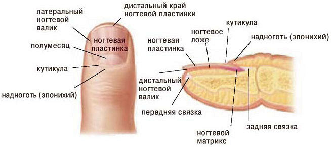 Отслоение ногтя большой палец нога Отслоение ногтя большой палец нога