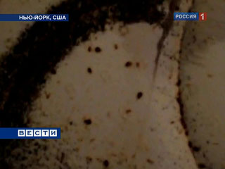 Париж и Нью-Йорк подверглись нашествию постельных клопов — газета ...