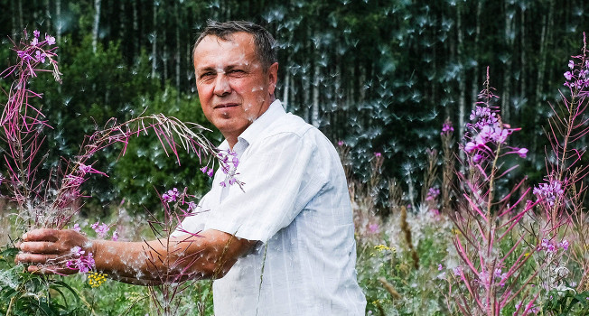 Как делают иван-чай