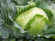 Белокочанная капуста: польза и вред