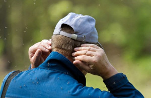 Крым заполонили комары