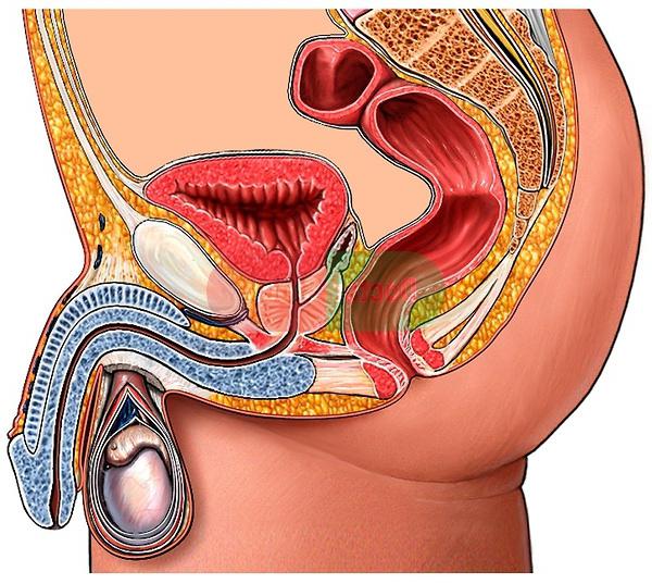 анатомия мужской мочеполовой системы