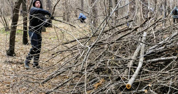 Wprost: после разрешения властями сбора валежника жители Польши штурмуют леса
