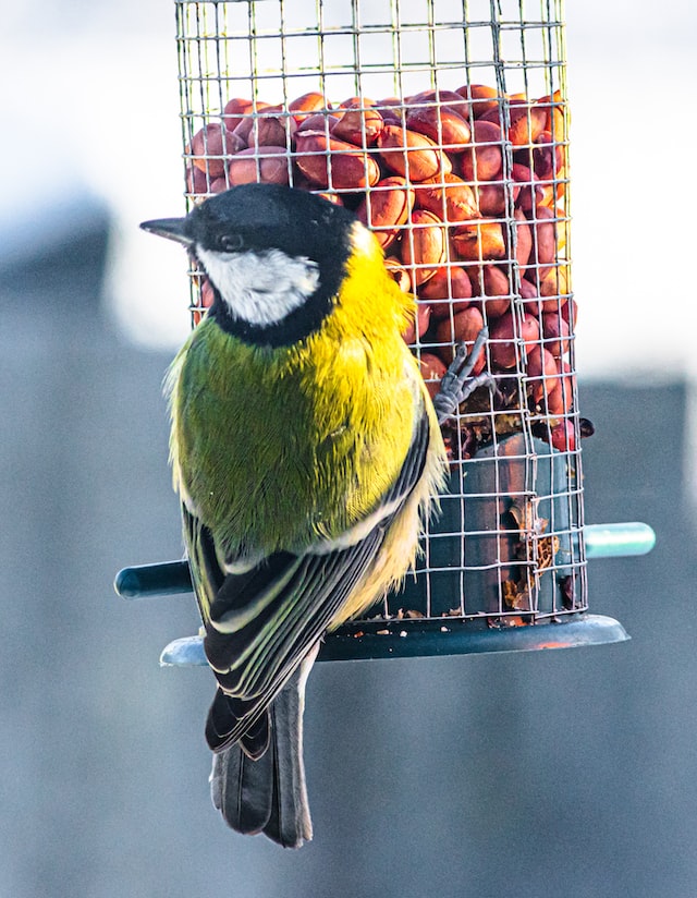Чем кормить птиц зимой (и чем не надо)