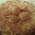 Фотография рецепта Торт с творожным кремом и меренгами автор Наши Ваши