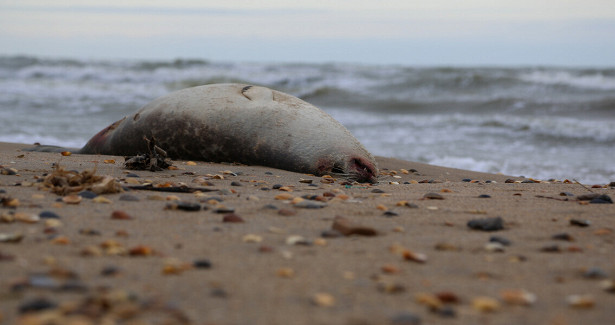 На западе Казахстана расследуют массовую гибель тюленей
