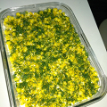 Фотография рецепта Салат из курицы с ананасами и кукурузой автор Настасья Бондарева
