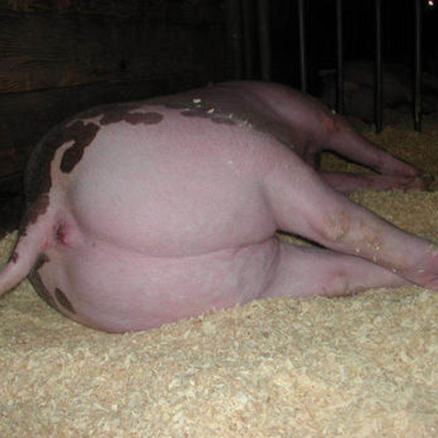 сперма свиней видео фото 92