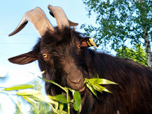 Одна абсолютно счастливая деревня