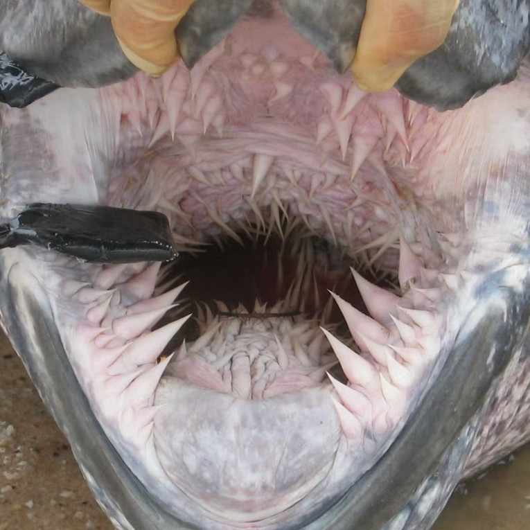 Надин серовский без виниров. Правильный зубной прикус. Правильный зубной прикус. У полов есть зубы. У полов есть зубы.