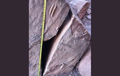 Из американского национального парка были украдены окаменелости триасового периода