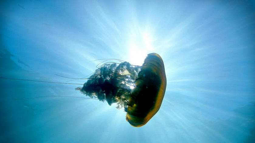 тайны подводного мира 3d фильм 2006 на русском