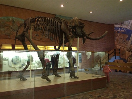 Музей палеонтологии в москве фото