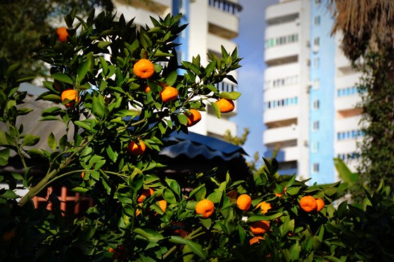 Парк Дерево дружбы, Сочи – Афиша