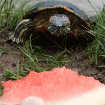 Блогер подружился с черепахами и кормит их рыбкой и арбузами. Им нравится!
