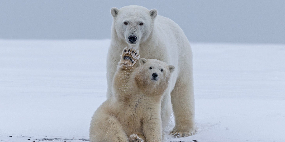 День полярного медведя, разговор о феминизме и еще 5 способов спасти мир