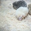 Логотип - Парк Зверюшки не игрушки