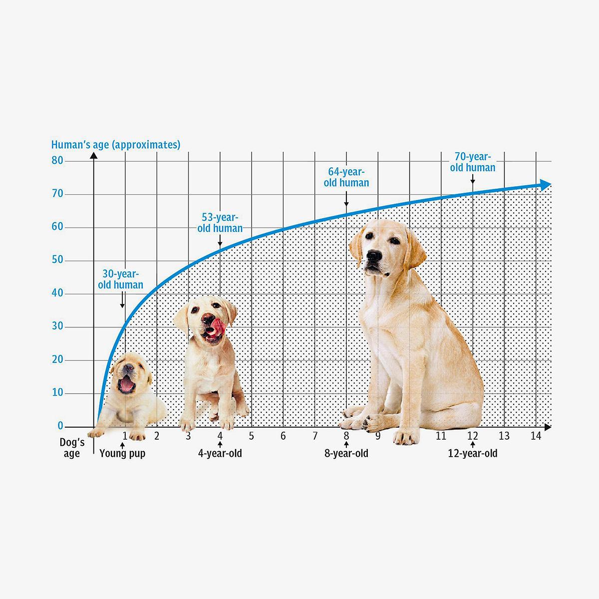Мерки жизни собак