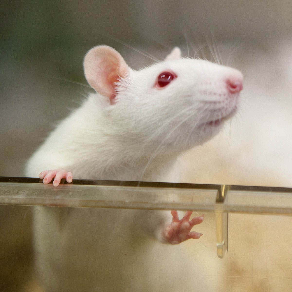 Как работает фонд помощи лабораторным крысам - Афиша Daily