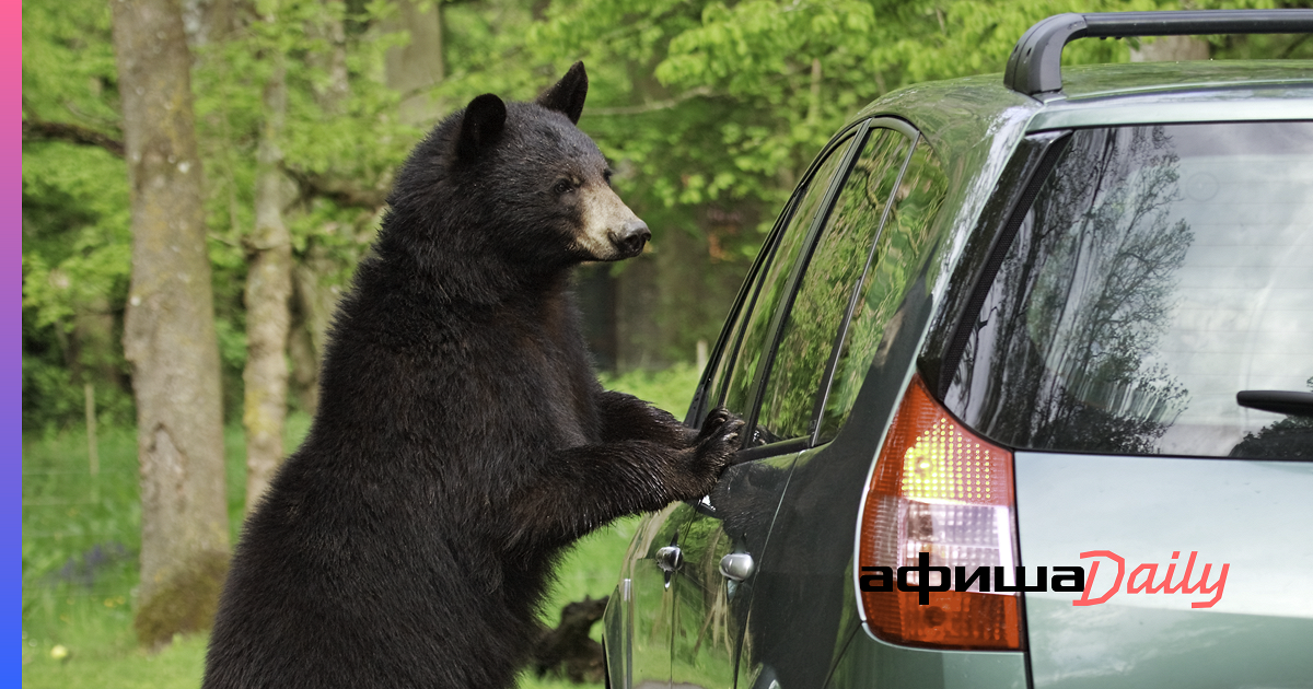 Медведь моет автомобиль. Автомобиль bear. Медведь рядом с машиной. Медведь возле машины. Автомобиль bear.