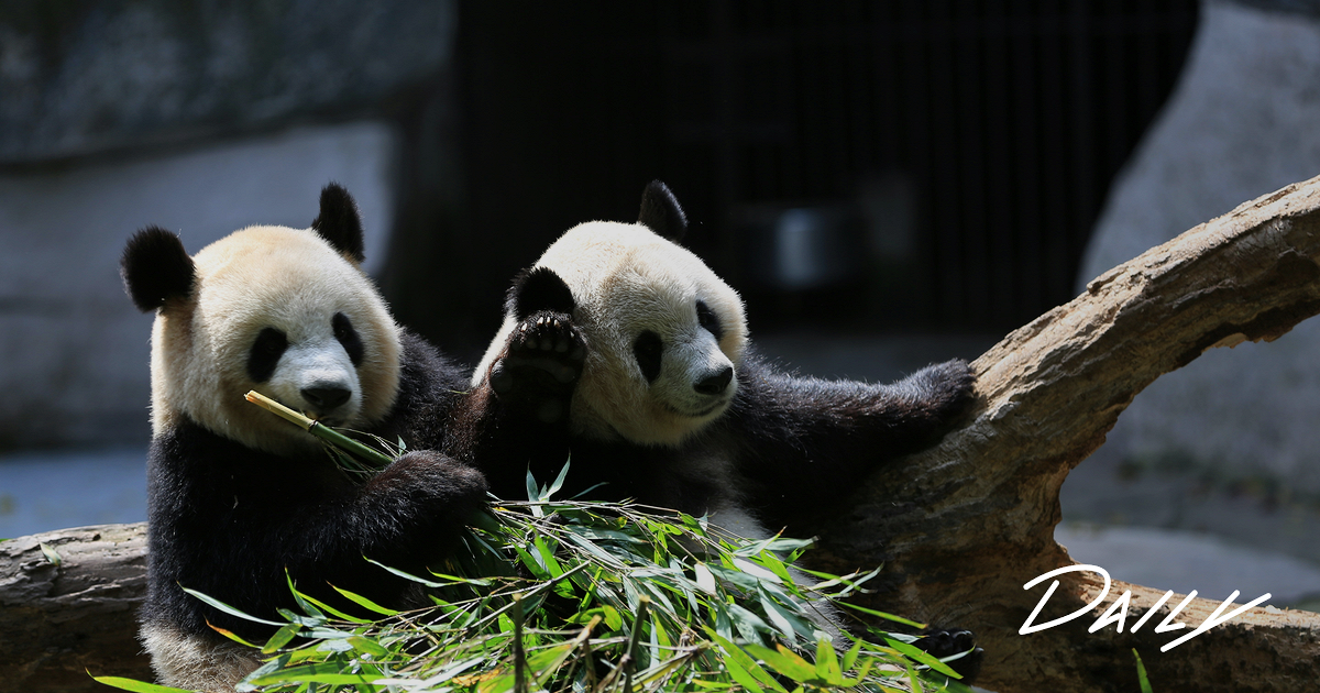 Pandas animals. Pandas animals