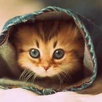 Фото Каролина Коста