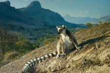 Остров лемуров: Мадагаскар – афиша