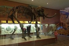 Палеонтологический музей – афиша