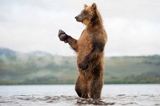 Земля медведей – афиша