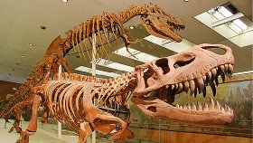Палеонтологический музей