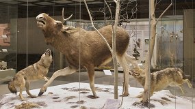 Микроэволюция