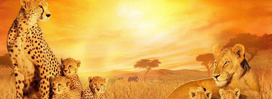 Фильм «Африканские кошки: Королевство смелых» Кино: «Африканские кошки: Королевство смелых»