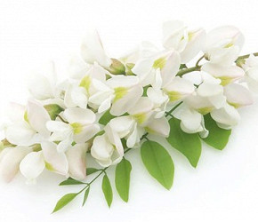 Фотография ингредиента Цветы акации