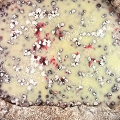 Фотография рецепта Пирог из готового дрожжевого теста с брусникой и сметаной автор Юлия Косинова