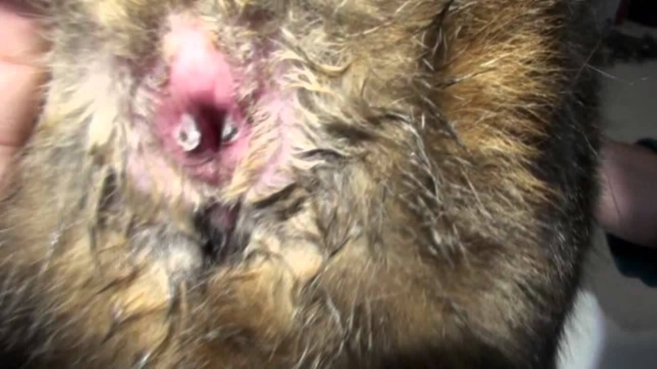 You see inflammed anus feline need